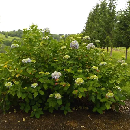 Casa Oriental Gospodarstwo wiejskie *